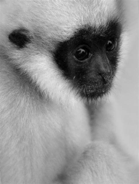 Baby Spider Monkey Free Photo Download | FreeImages