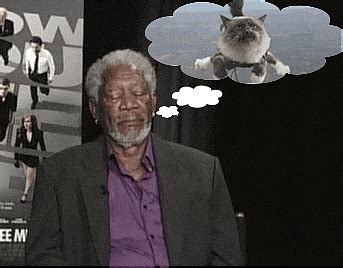 Flying Cat GIFs - Find & Share on GIPHY