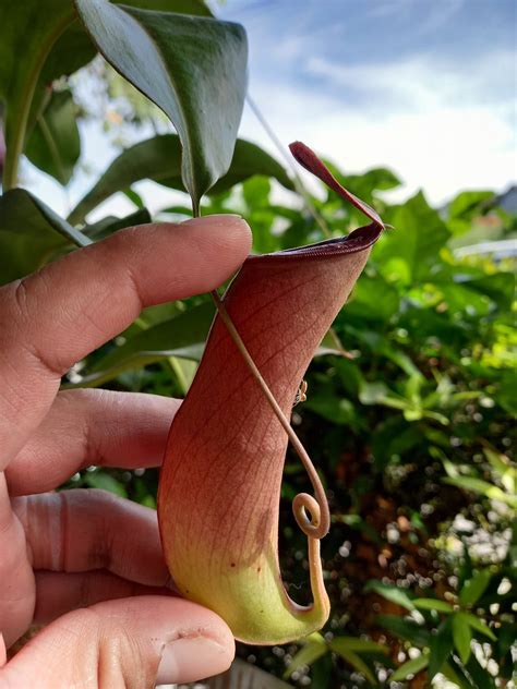 Philippine Pitcher Plants "Nephentes alata" & "Nephentes mirabilis ...