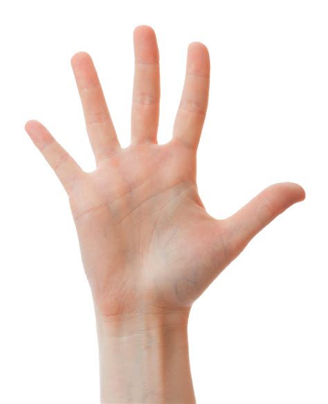 Human hand showing five fingers 23265440 PNG