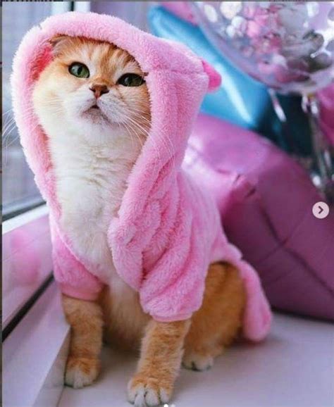 an orange and white cat wearing a pink bathrobe