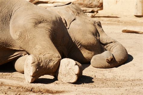 Premium Photo | Sleeping elephant