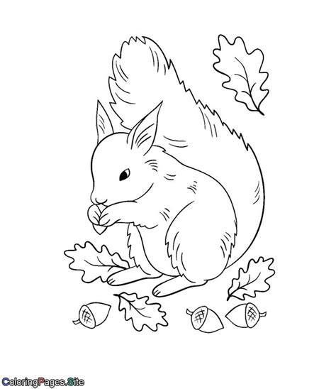 Cute squirrel eating acorns coloring page | Fall coloring pages, Online ...