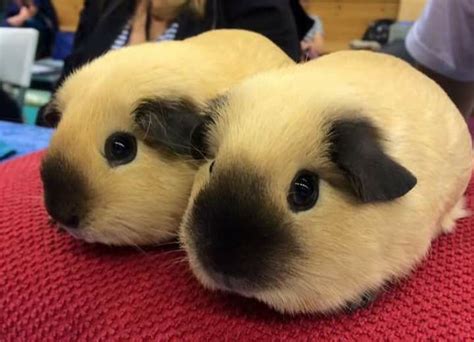 I see look like Himalayan seal point version | Pet guinea pigs, Cute ...