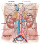 Urinary System Diagram | Anatomy System - Human Body Anatomy diagram and chart images