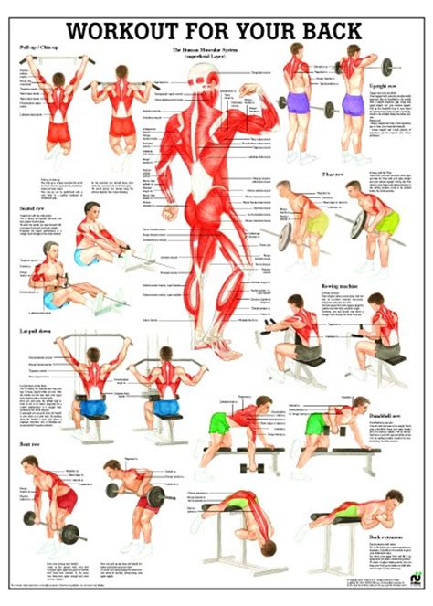 Back Workout Poster - Clinical Charts and Supplies