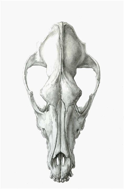 Dog Skull. Dorsal View by strixxx | Dog skull, Animal skull drawing, Canine skull