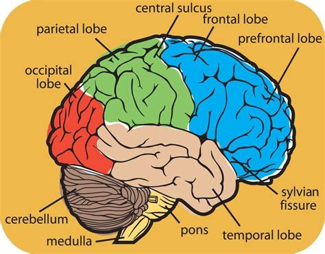 Human Brain Pictures with Labels Beautiful the Brain Lessons Tes Teach | Brain diagram, Human ...
