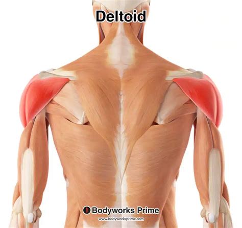 Shoulder Muscle Anatomy Posterior View