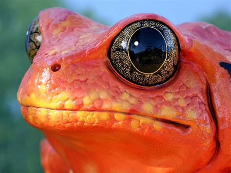 animals orange frogs hypnotoad 2560x1920 wallpaper – Animals Frogs HD Desktop Wallpaper