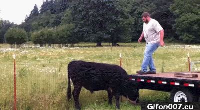 Fall Down, Bull, Gif, Video, Funny, Animals | Funny gif, Funny pictures ...