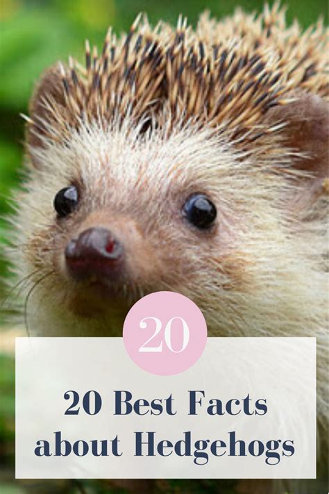 20 Best Facts about Hedgehogs | Hedgehog facts for kids, Hedgehog facts, Hedgehog food