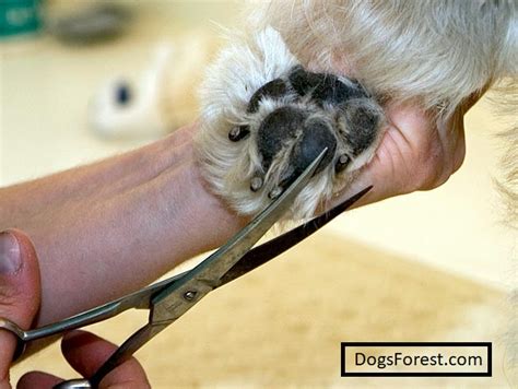 Can I Cut My Dogs Nails With Scissors? [ Answered]