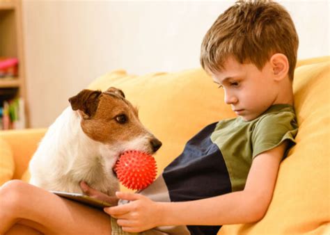 Dog Whining for Attention: Why and How to Stop It – Top Dog Tips