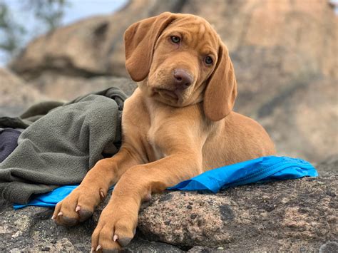 Hungarian Vizsla - PetsForHomes