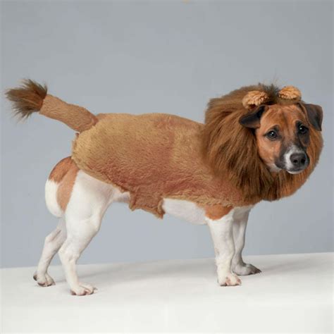 Zack & Zoey Fuzzy Lion Dog Costume | BaxterBoo