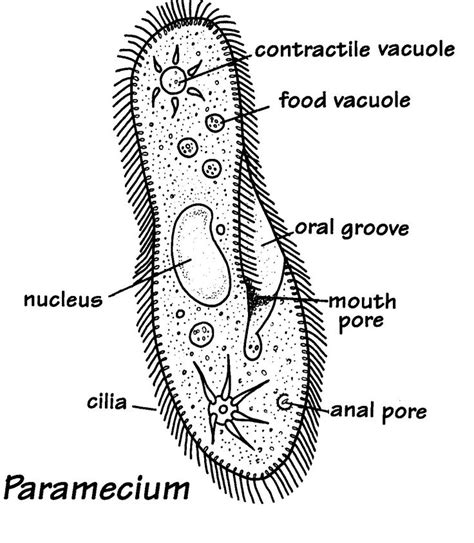 Protist Drawing at PaintingValley.com | Explore collection of Protist ...