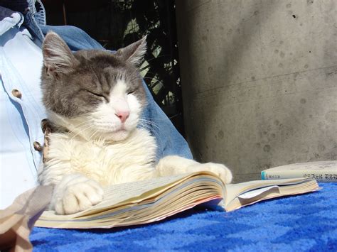 cat reading a book in tokyo | jyf2 | Flickr