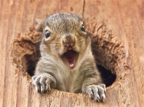 Pretend he's screaming in high-pitched squirrel voice. Squirrel Funny, Baby Squirrel, Funny ...