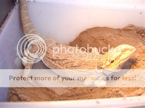 Bearded Dragon laying eggs | Reptile Forums