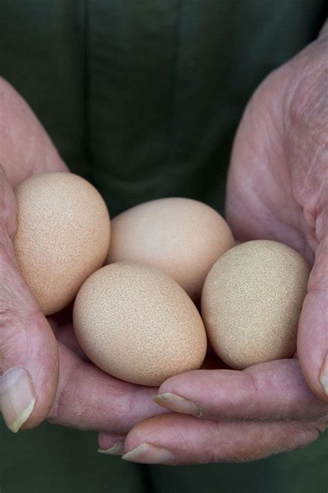 Guinea Fowl Eggs | Guinea fowl, Fowl, Eggs