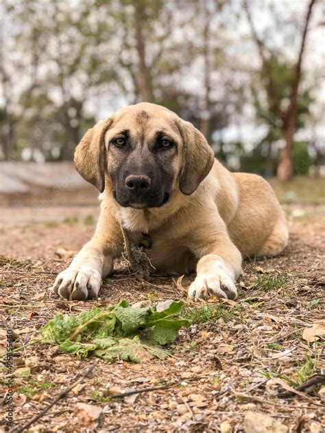 Kangal Dog Puppies