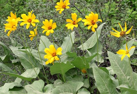 Boise County, outside Idaho City | Idaho city, Wild flowers, Idaho