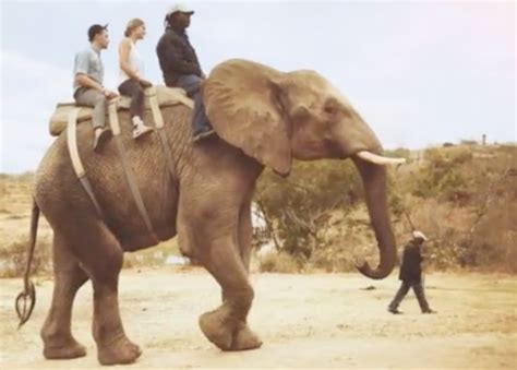 Elephant Riding in Africa. Is Tourist Fun Also Animal Cruelty ...