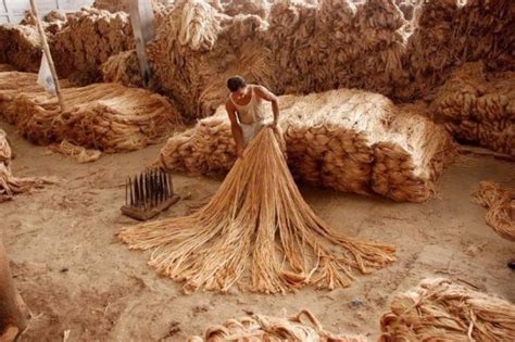 Jute Introduction- The Story Of Golden Fiber & Its Versatile Uses — Supplier, Manufacturer ...