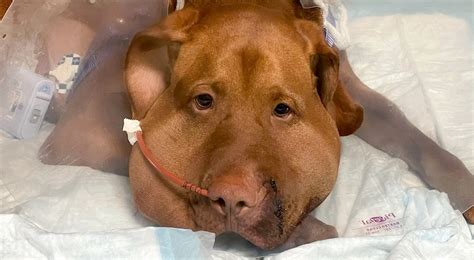 In Connecticut, 2 dogs were bitten by a rattlesnake and nearly died