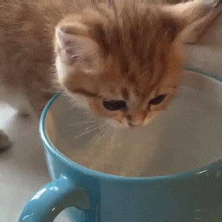 Cat Drinking Coffee Gif - Yazmin-has-Mendez