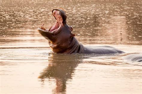 Familiar Faces: 19 Common Animals of Kruger National Park