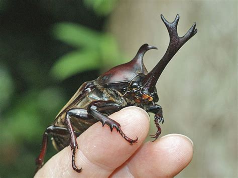 Rhinoceros Beetle