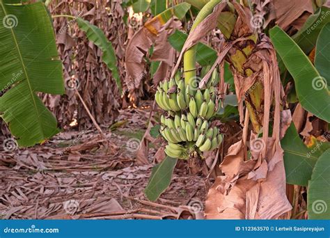 Banana production orchard stock photo. Image of climate - 112363570