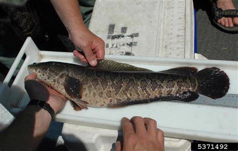 Channa argus | Lower Hudson Partnership for Regional Invasive Species ...