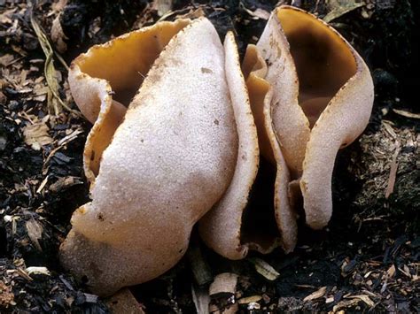 California Fungi: Peziza vesiculosa