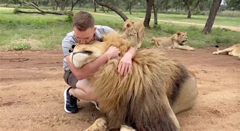 Safari Park Worker is Best Friends With Lion That He's Cuddled and ...