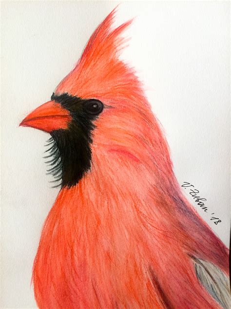 Red Cardinal bird drawing in watercolor pencils 2018 | Handmade wall ...