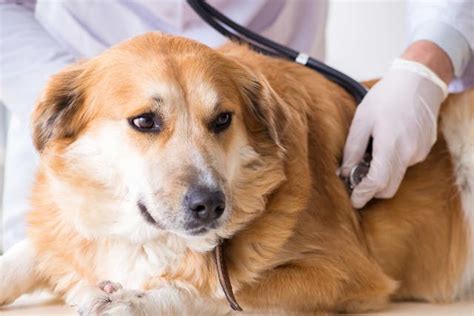 Urethral Prolapse Dog: Cause, Symtoms and Treatment-Puainta®