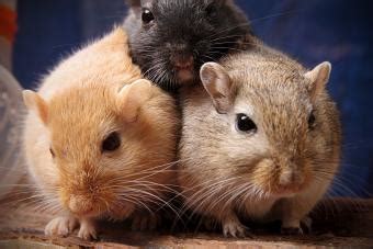 List of Rodents That Make Good Pets: Which Kind to Choose? | LoveToKnow ...