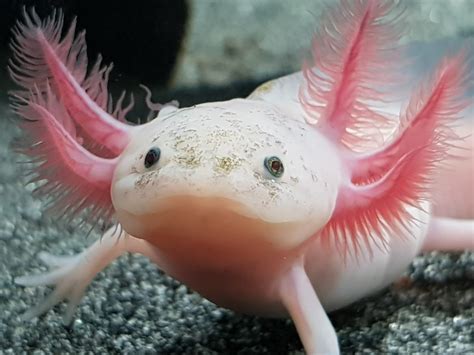 The Axolotl – An Aquatic Salamander That Seems To Have A Perpetual ...