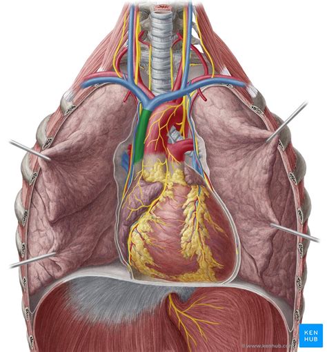 Superior vena cava: Anatomy, function & clinical aspects | Kenhub