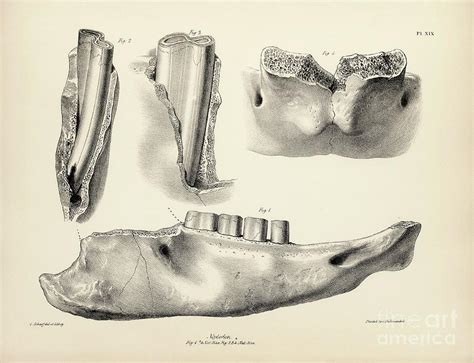 Mylodon Prehistoric Mammal Fossil Teeth Photograph by Library Of ...