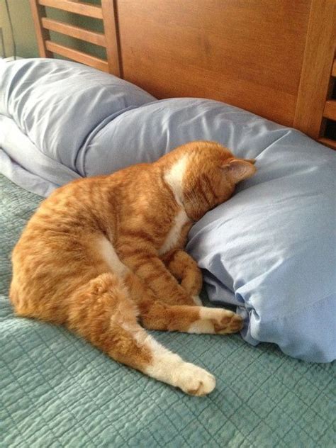 "Thank goodness, because this horrible day should be over now." | Cats, Cat sleeping, Cute cats