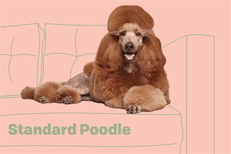 Toy Poodle Paw Size | Wow Blog