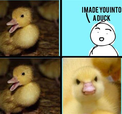 Duck meme : r/duck