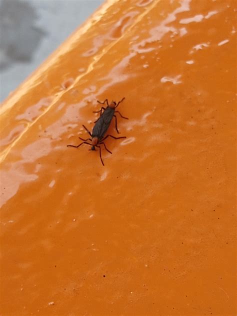 Why are the 2 bugs stuck together : r/whatsthisbug