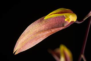 [New Guinea] Bulbophyllum callichroma Schltr., Repert. Spe… | Flickr