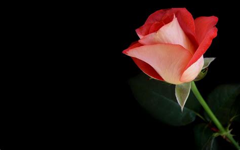 🔥 Download Flowers Roses Black Background Red Rose HD by @johnnorton | Red Rose On Black ...