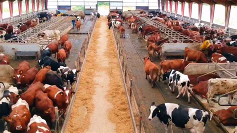 LIVESTOCK FARM ANIMALS FOR SALE » PREMIUM CHEMICALS TRADING